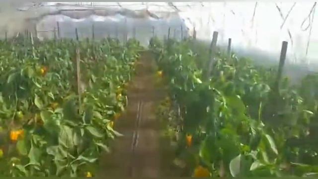 солнечно жёлтый кубовидный перец. просто красота, просто вкуснятина, смотреть онлайн