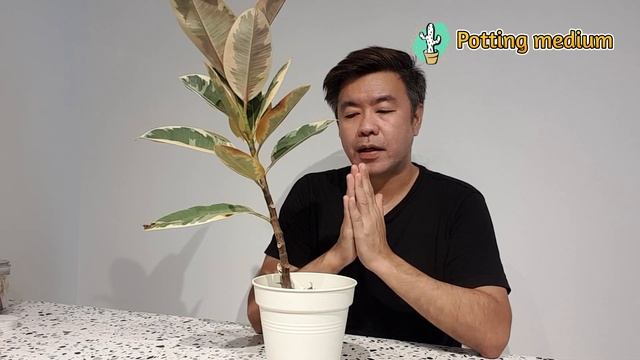 Plant Spotlight - Ficus elastica tineke (care guide) смотреть онлайн