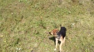 Рацион кормления телят/мои выводы