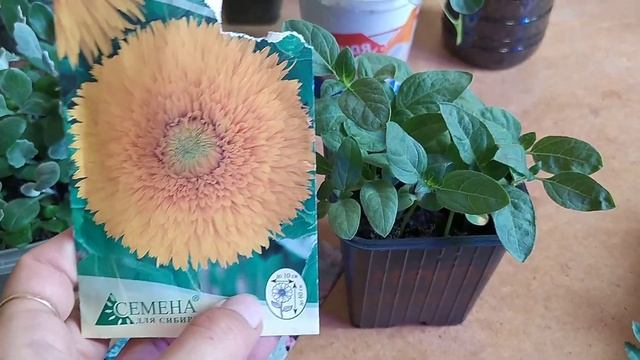 Однолетники 2021/ Краткий ОБЗОР цветочной рассады/ Дача УДАЧИ смотреть онлайн