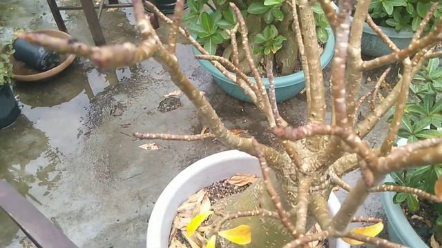 Adenium Plant Care Surdi Me Bojh Hai Kya | Adenium Care Barsati Kavak In Surdi смотреть онлайн