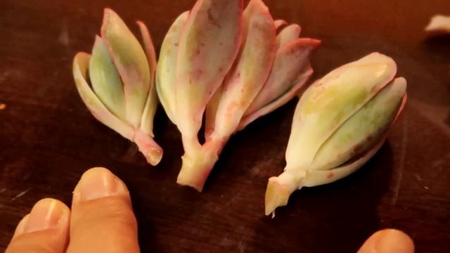 BLOOM OR PUP? смотреть онлайн