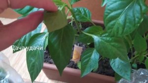 ЧЕРЕНКОВАНИЕ рассады ПЕРЦЕВ!!! У вас получиться! Видео с РЕЗУЛЬТАТОМ! Дача удачи