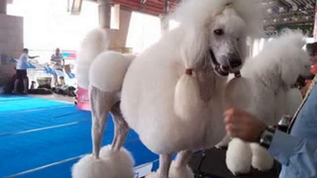 AFULA 2009 poodle смотреть онлайн