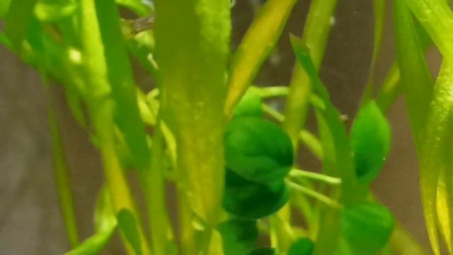 Аквариум 30 л с микрорасборами галактика и креветками/Aquarium, music/Galaxy microrasbora and shrim смотреть онлайн