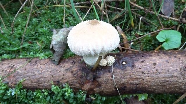 Lycoperdon perlatum Pers. čes. pýchavka obecná смотреть онлайн