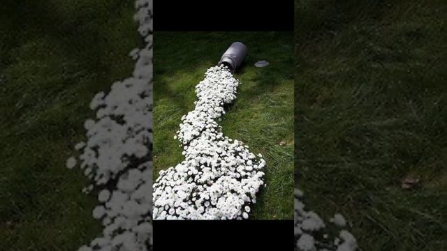 35 Лучших и нужных ИДЕЙ для ДАЧНОГО САДА. смотреть онлайн