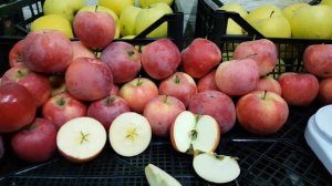 Яблоня Флорина