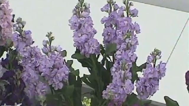 Matthiola (stock) Katz Light Lavender vase life смотреть онлайн
