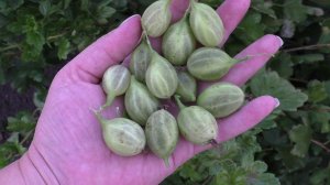 ШАЛУН сорт крыжовника.