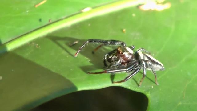 Jumping Spider on Monstera deliciosa смотреть онлайн
