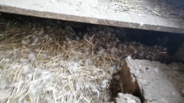 Мускусные утки - выводятся утята у белой семьи смотреть онлайн