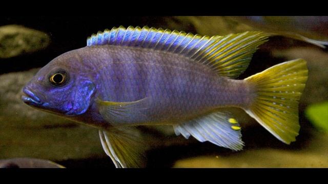Acei Cichlid, Pseudotropheus Acei. Lake Malawi Cichlids, African Cichlids Tropical Fish Aquarium