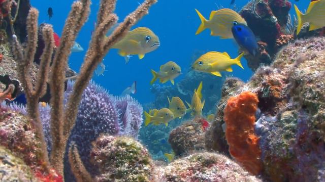 Tropical Coral Reef Ecosystems