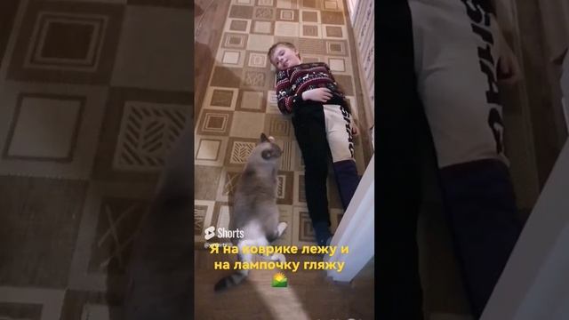 Устин на коврике лежит и с кошкой на лампочку глядит. #shorts смотреть онлайн