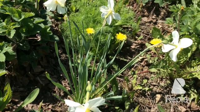 Май в Карелии Одуванчики смотреть онлайн