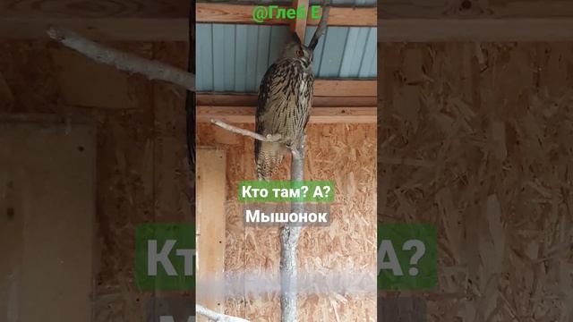 Кто там? А? #филиппфилиппыч #owl #nature #animals #филин #сова #природа #животные #park #парк #gleb смотреть онлайн