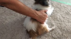 Чихуахуа/Длинношерстная собака чивава/маленькая собака