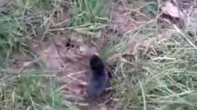 Кротэ 2: побег из норы смотреть онлайн