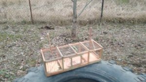 Ловля синиц на западок.