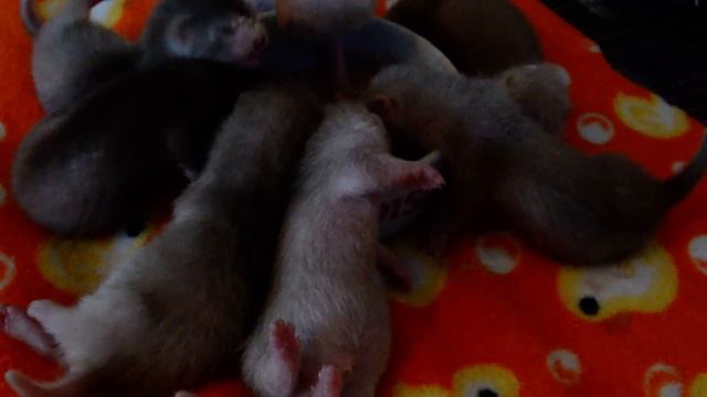 Щенки литера "Г" 2013г. Первый раз еда из миски) смотреть онлайн