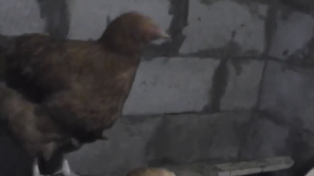 Порода ОРПИНГТОН - описание породы. КУПИТЬ ЦЫПЛЯТ ОРПИНГТОН смотреть онлайн