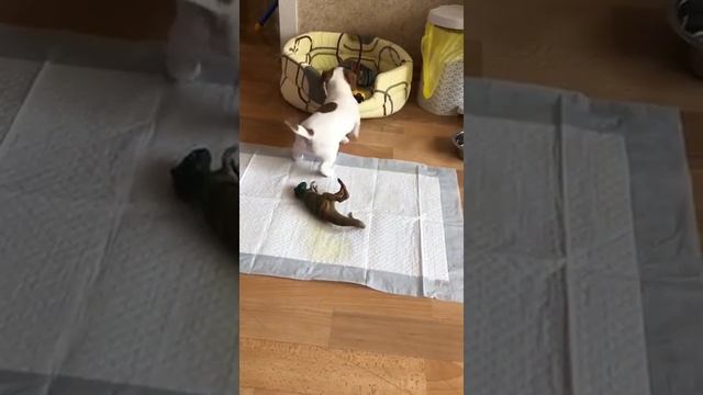 Купили собаку щенка - Джек Рассел Терьер, первые игрушки Jack Russell Terrier смотреть онлайн