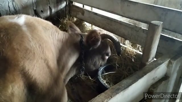 ОПЯТЬ ОКОТ// НЕ ХОЧУ СЛУЧАТЬ КОРОВУ// КИТАЙСКИЕ ГУСИ// СЕЛЬСКАЯ РУТИНА смотреть онлайн