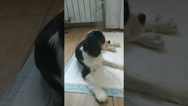 Кавалер Кинг Чарльз спаниель