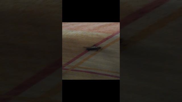 Жук из Колорадо