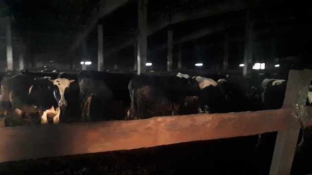 Бычки на откорм питаються самостоятельно. Возраст от 2 месяцев +79656176005 WhatsApp пишите. смотреть онлайн