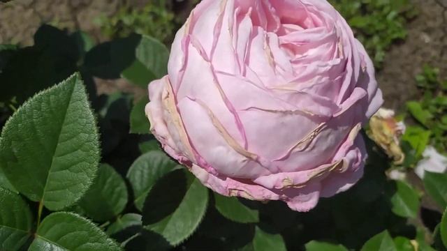 ЭМЕЗИНГ ГРЕЙС (Amazing Grace), Anne G. Cocker Шотландия, 1990 г. Чайно-гибридные (Hybrid Tea) смотреть онлайн
