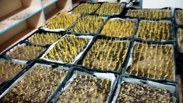 ВЫГОНКА ТЮЛЬПАНОВ | Что делать с луковицей после срезки? смотреть онлайн