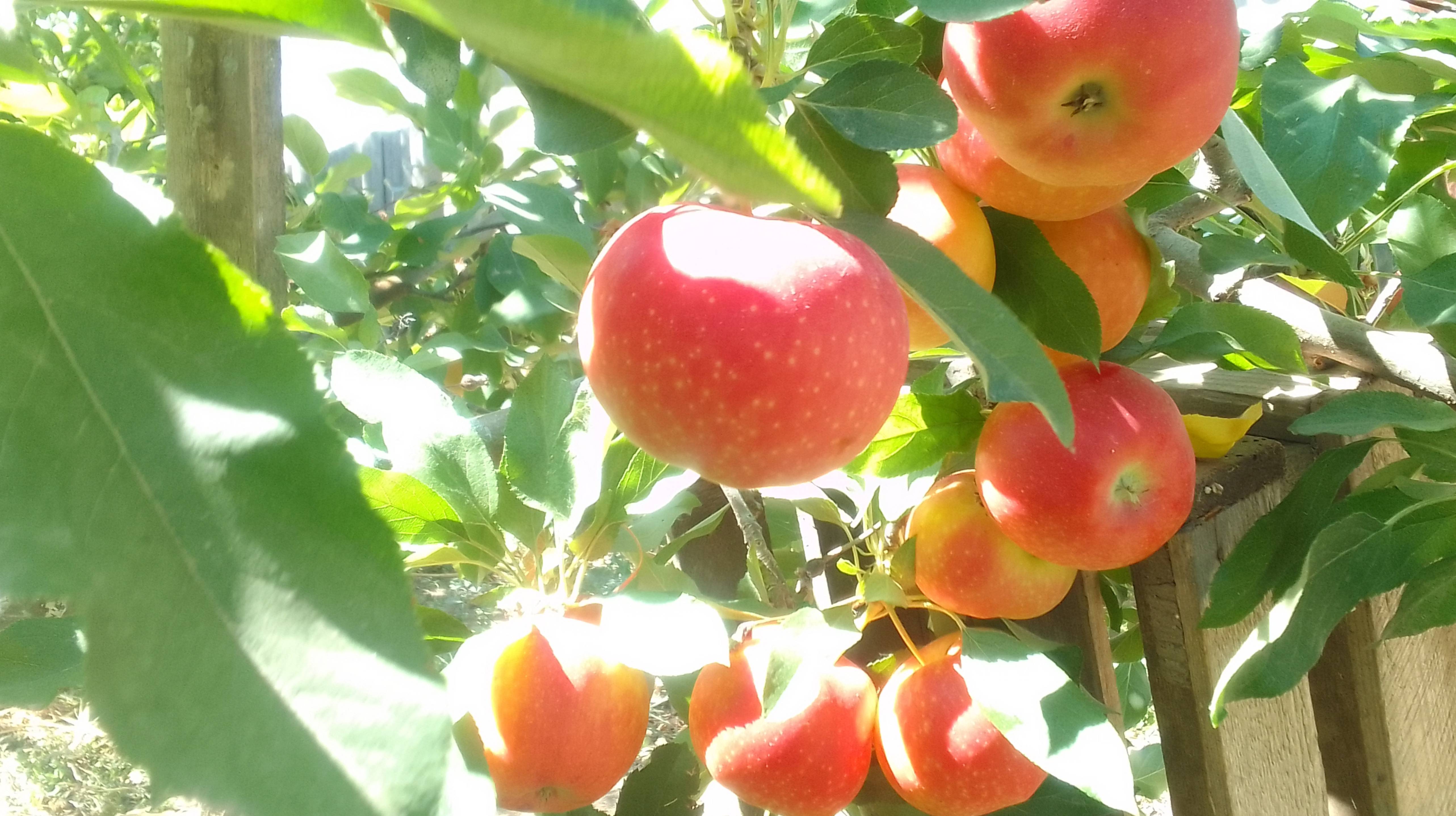 Яблочный пирог, заготовки на зиму.