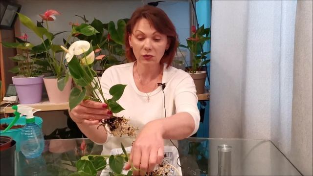 Очередное разделение антуриума, на этот раз Антуриум Элидо (Elido) смотреть онлайн