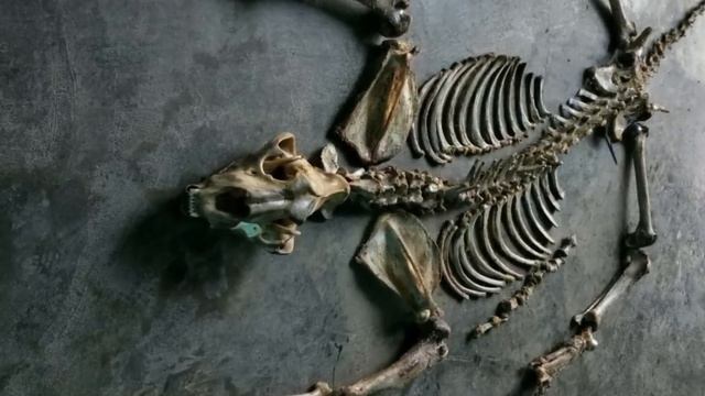9 Strongest Tiger Subspecies That Ever Existed смотреть онлайн