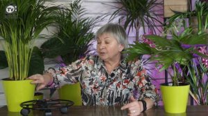 Почему ЧЕРНЕЮТ ЛИСТЬЯ у пальмы комнатной ✔️ Уход за пальмой Дома