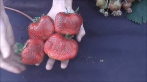 ЦУНАКИ - японский крупномер, клубника, размером с небольшое яблоко.