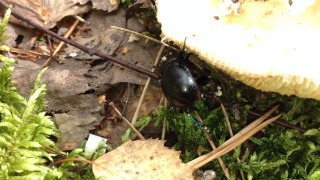 Жук Навозник лесной / Geotrupus stercorosus смотреть онлайн