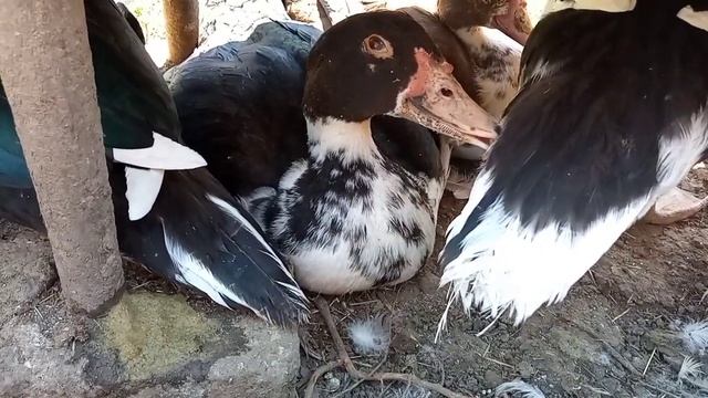 Утки получат паспорт?давка в автобусе?Что в яйцах под уткой? Вот не поверите ?Не знаю смотреть онлайн
