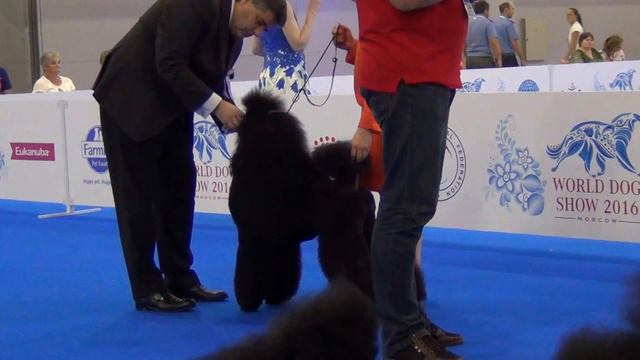 00006 WORLD DOG SHOW 2016- короли смотреть онлайн