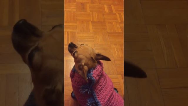 Одежда для чихуахуа смотреть онлайн