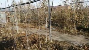 Персик в теплице. Определяем фронт работ по обрезке. 1.