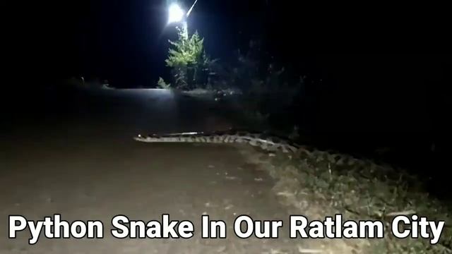 Python Snake In Our City July 2022 Kaisa Dikhta Hai. Very Long Snake Video #trending #viral смотреть онлайн