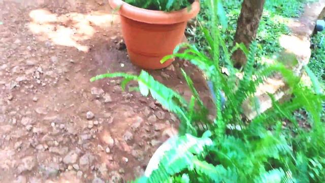 5 Tips for growing Healthy Ferns|Types,Care,fertilizer and tips || salu koshy смотреть онлайн