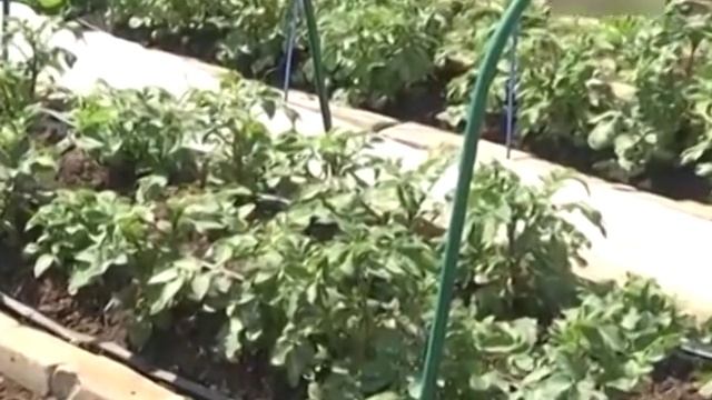 Дачные советы с Галиной Старосельцевой Январь 24-2019 смотреть онлайн