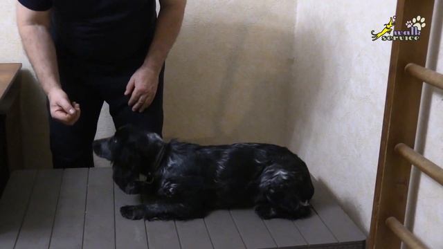 Спаниель Микки комплекс сидеть, лежать, стоять на столе смотреть онлайн