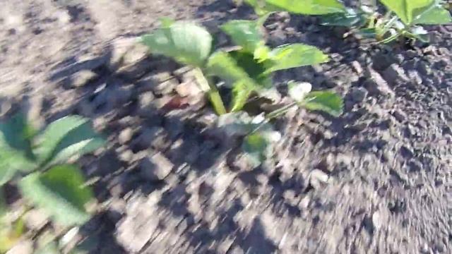 Клубника мульчирование соломой. смотреть онлайн