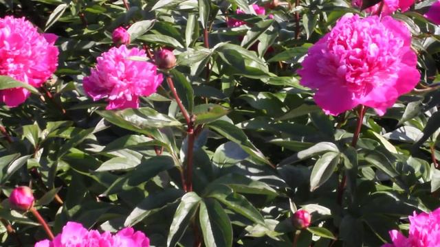 Flevorite | R2 Flowers BV | Peonies смотреть онлайн