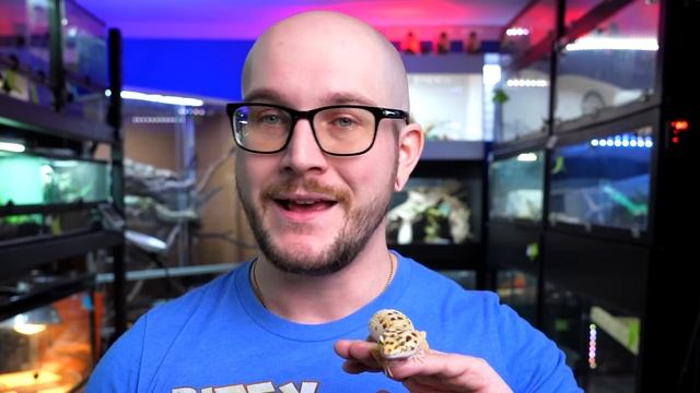 Top 5 Reptiles That Will NEVER BITE You! смотреть онлайн